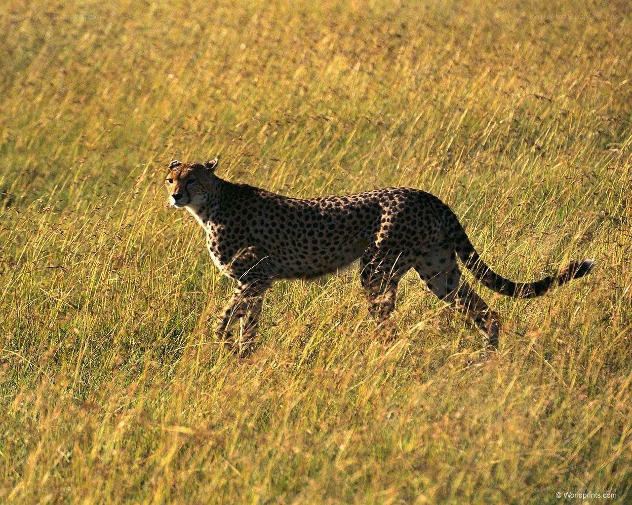 Cheetah in tall grass