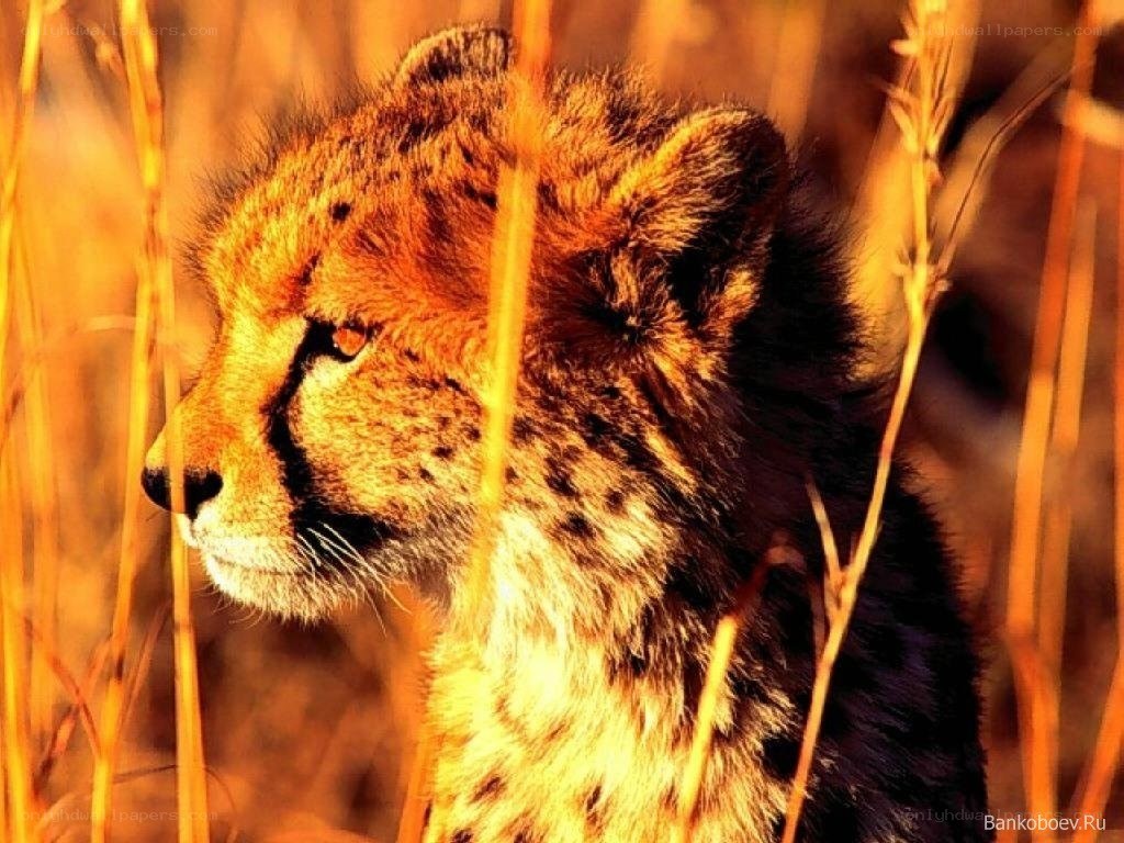 Cheetah in tall grass