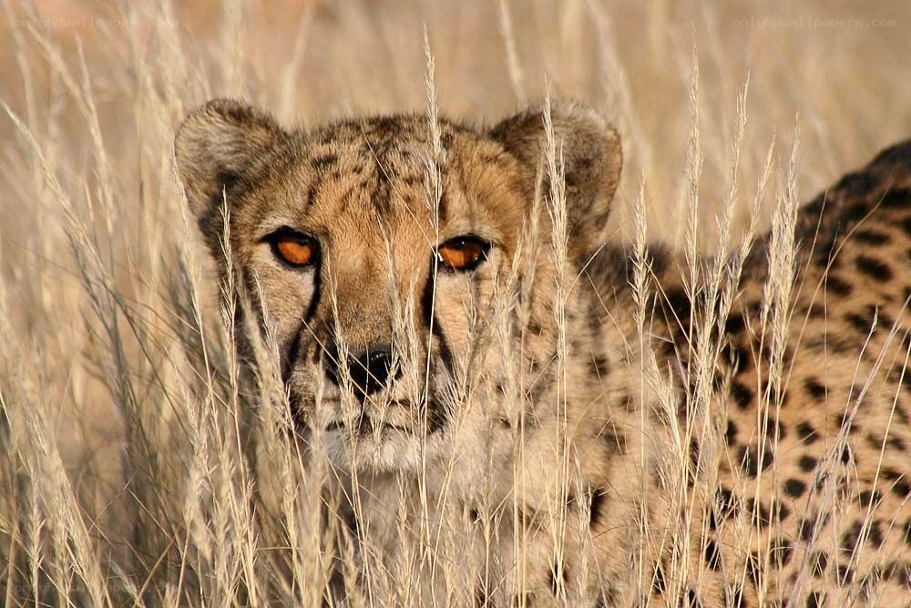 Cheetah in tall grass