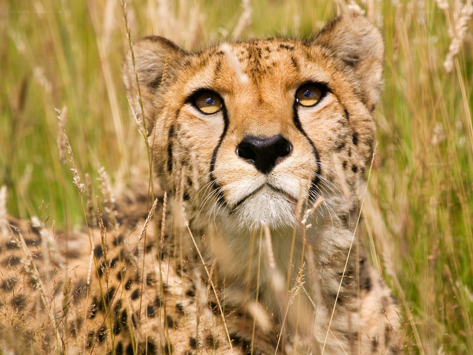 Cheetah in tall grass