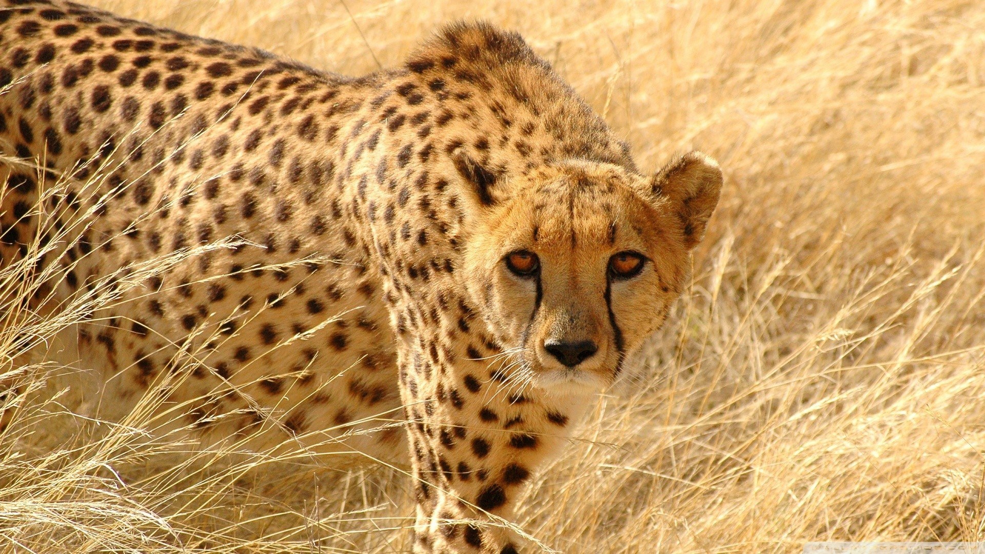 Cheetah in tall grass
