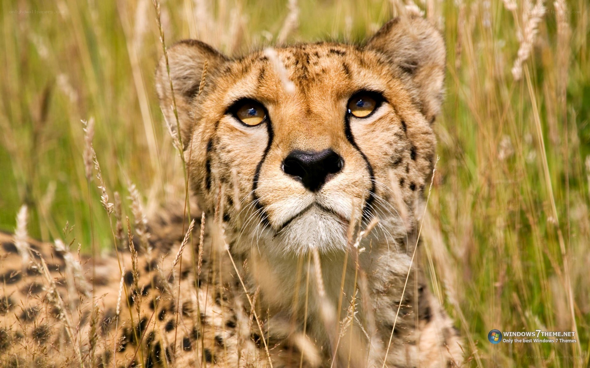 Cheetah in tall grass