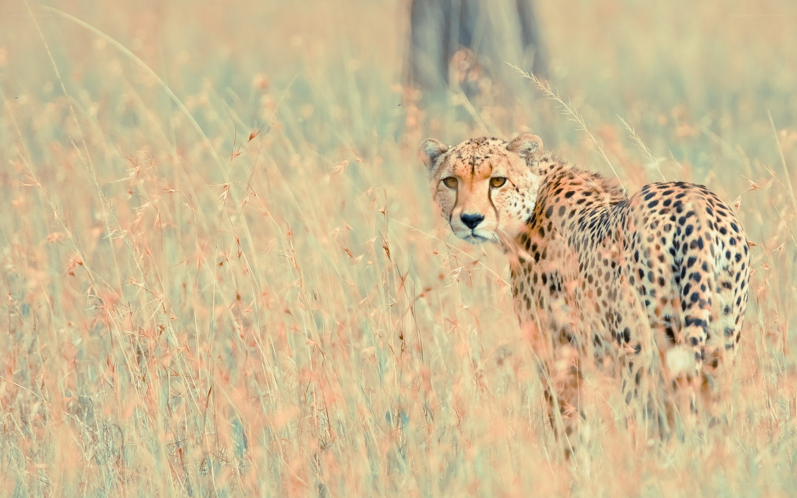 Cheetah in tall grass