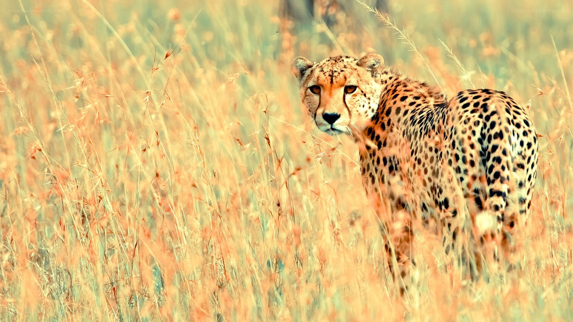 Cheetah in tall grass