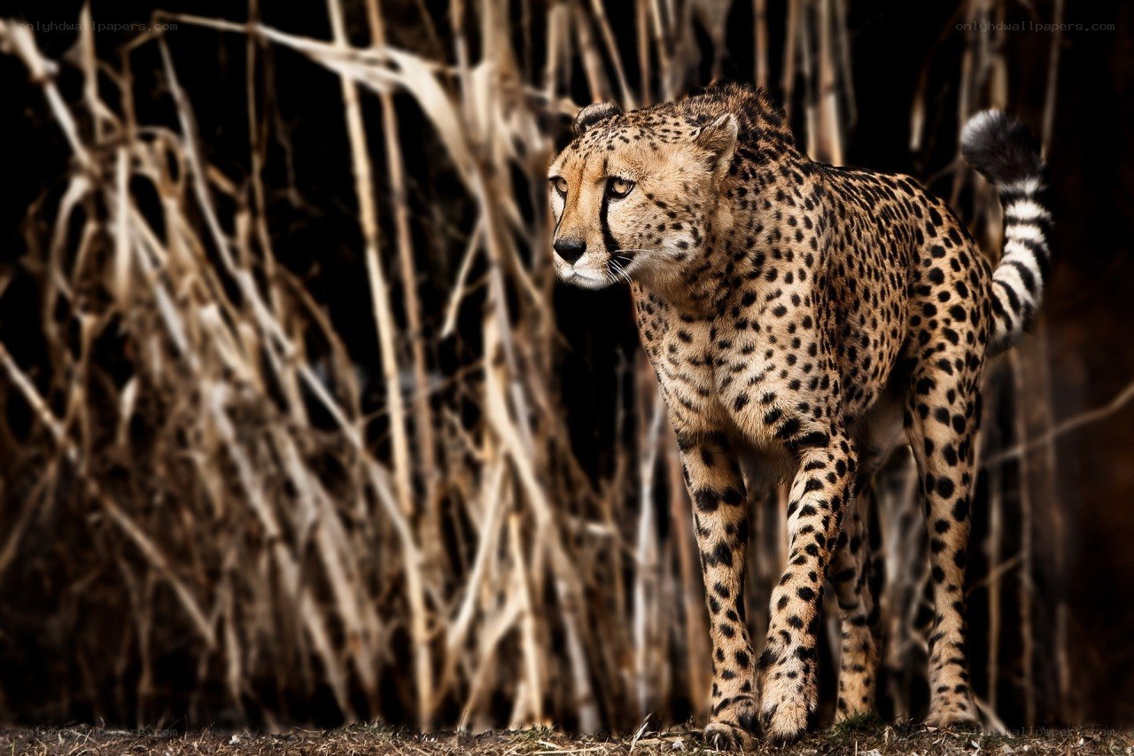 Cheetah in tall grass