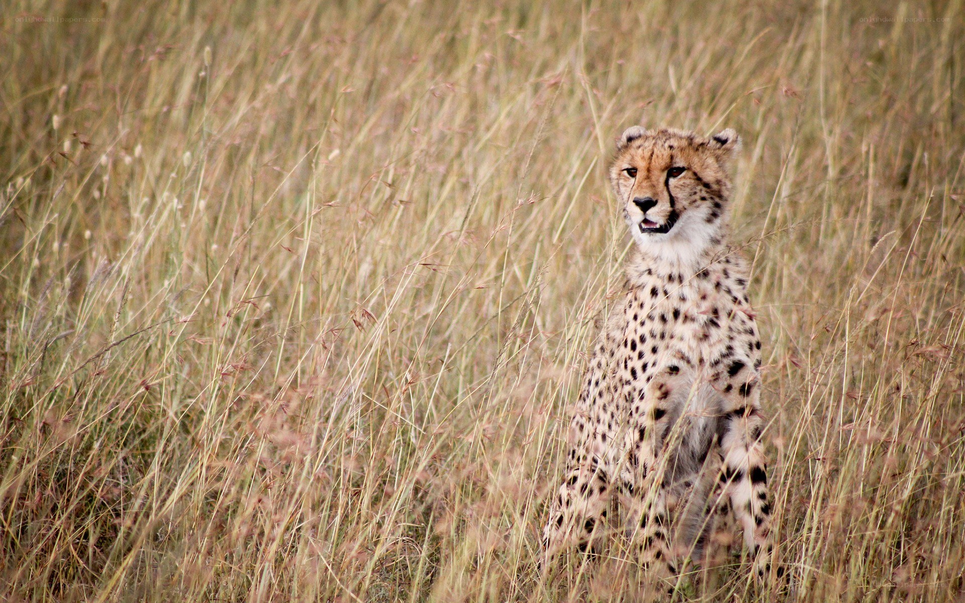 Cheetah in tall grass