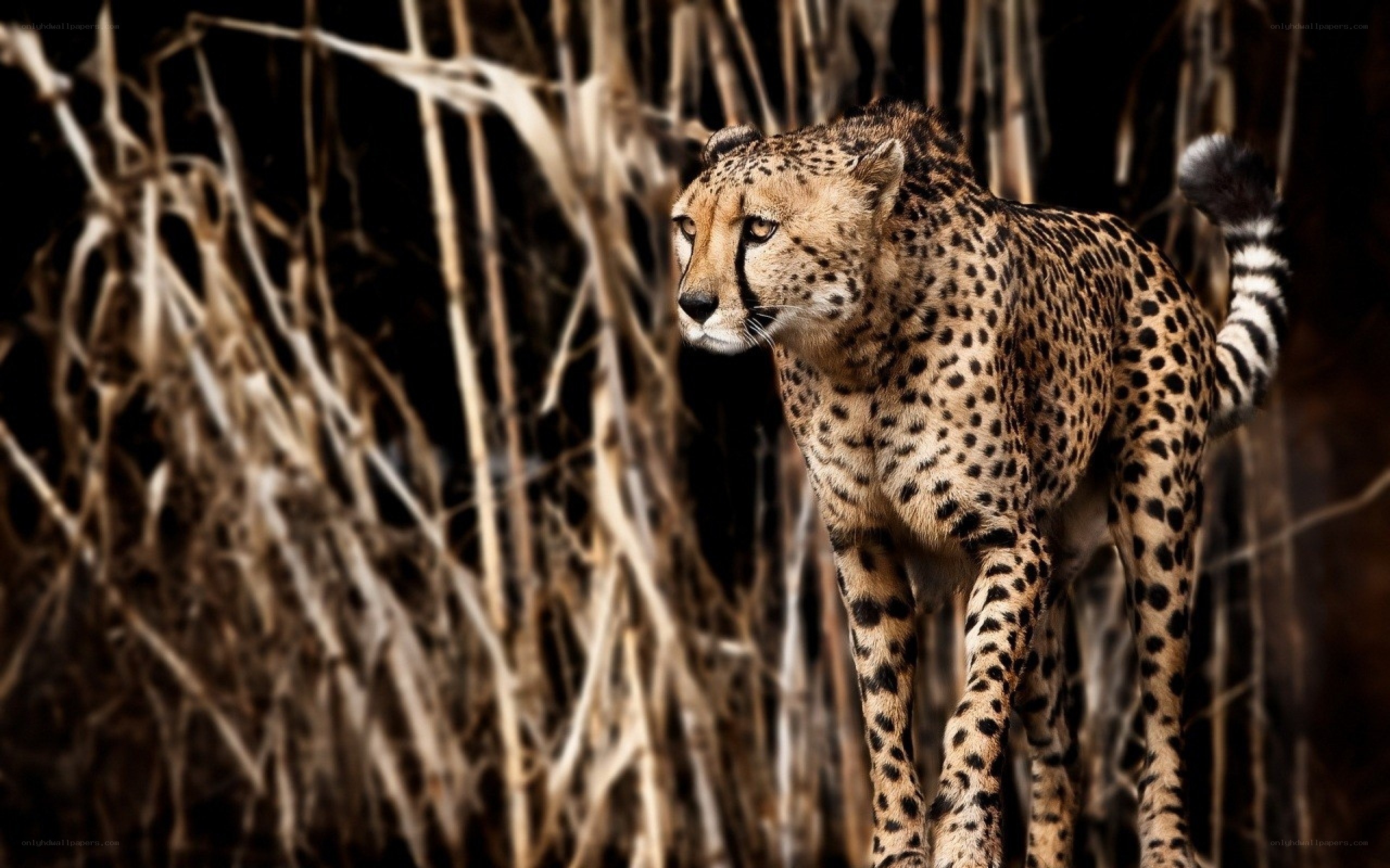 Cheetah in tall grass