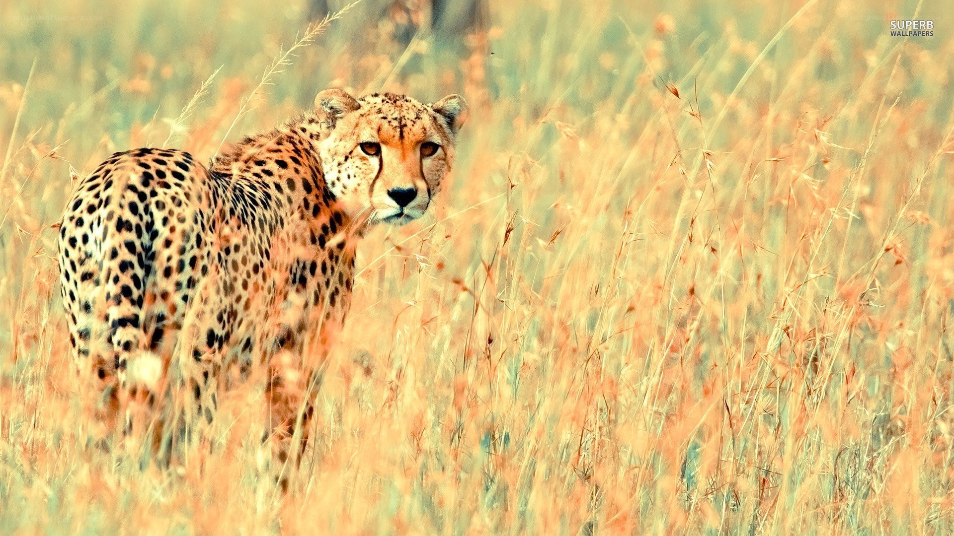 Cheetah in tall grass