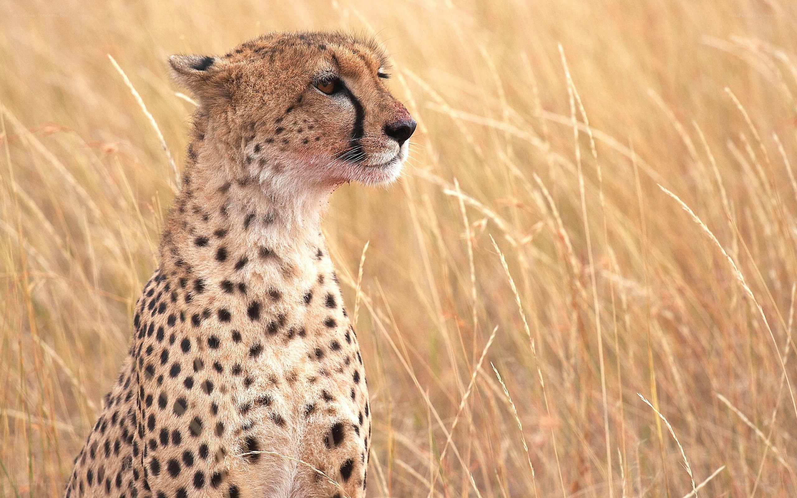 Cheetah in tall grass