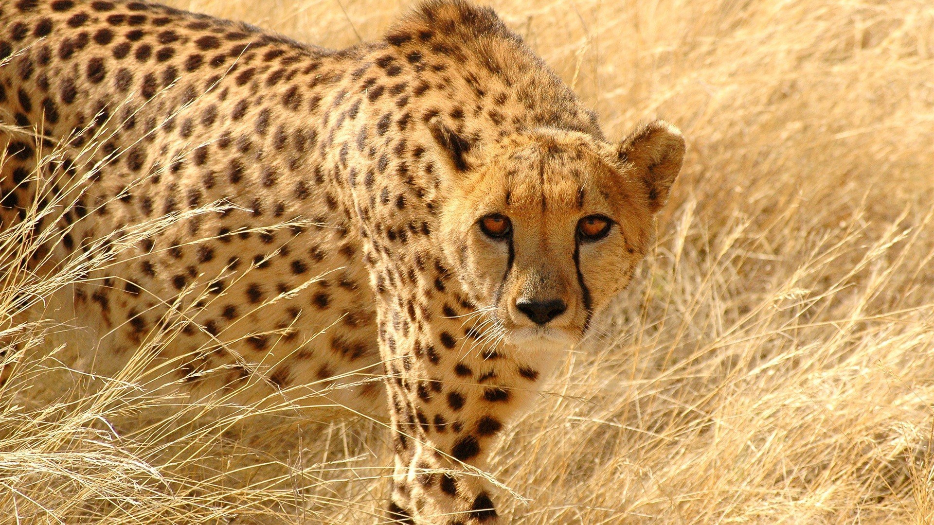 Cheetah in tall grass