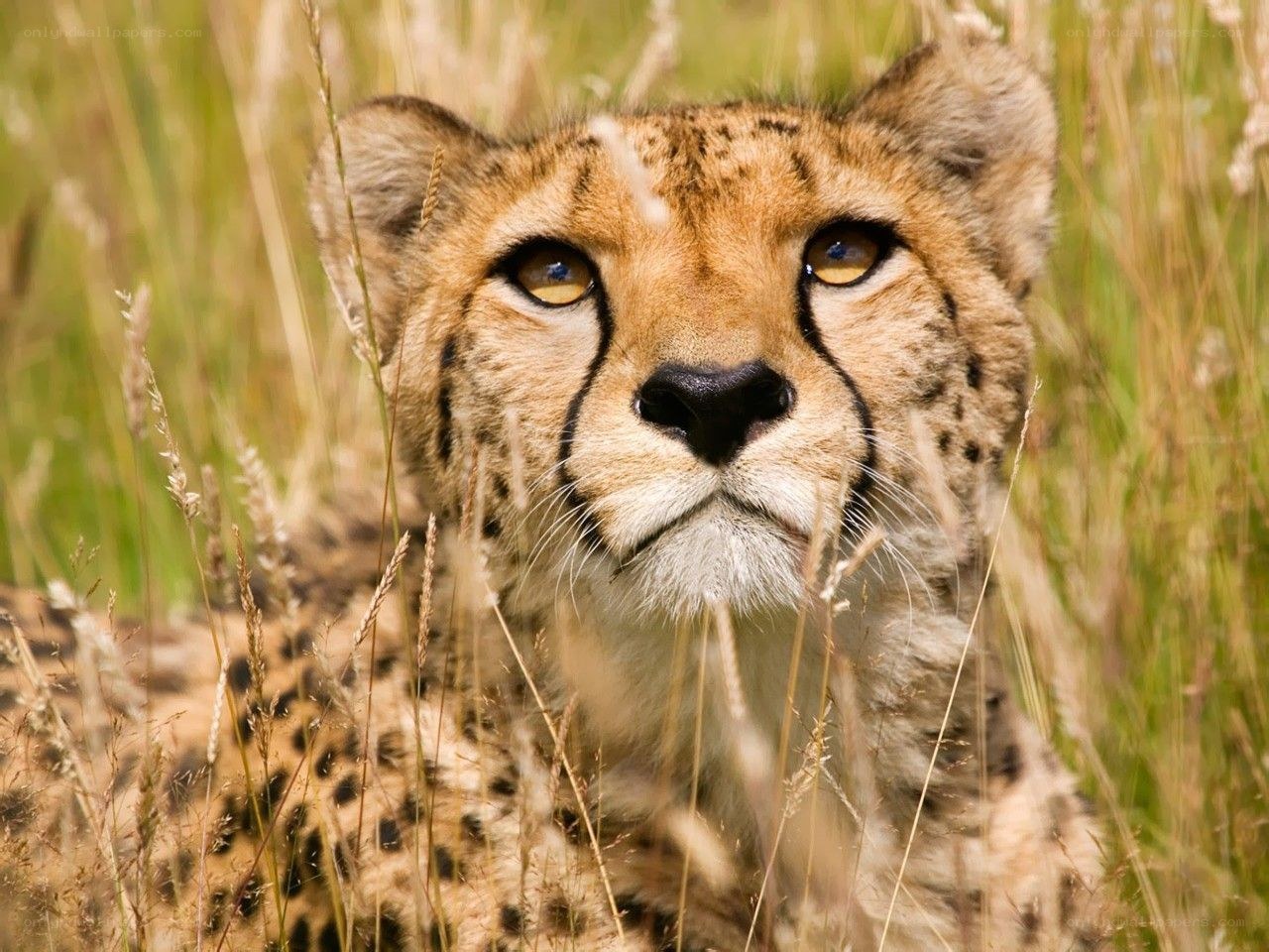 Cheetah in tall grass