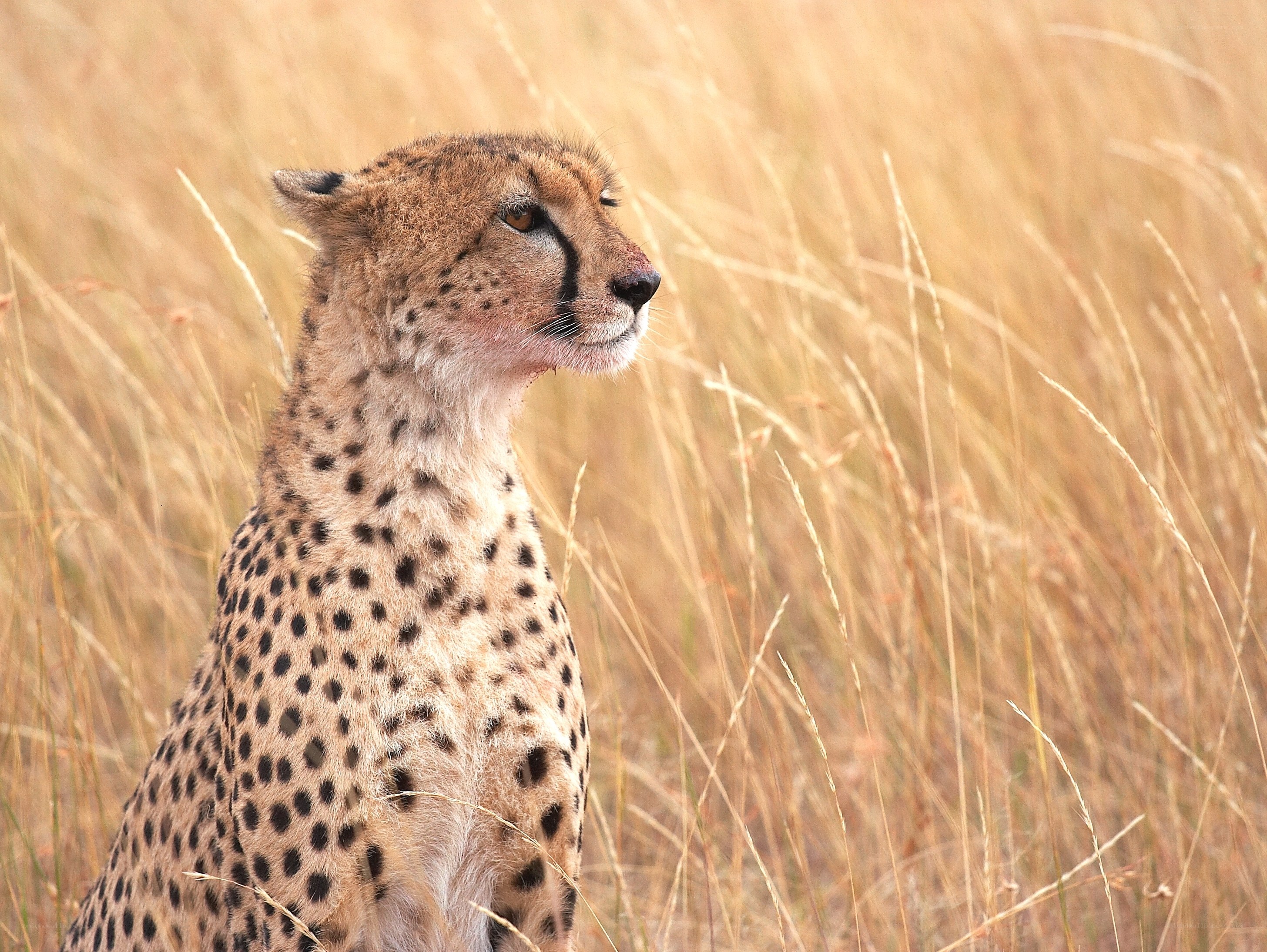 Cheetah in tall grass