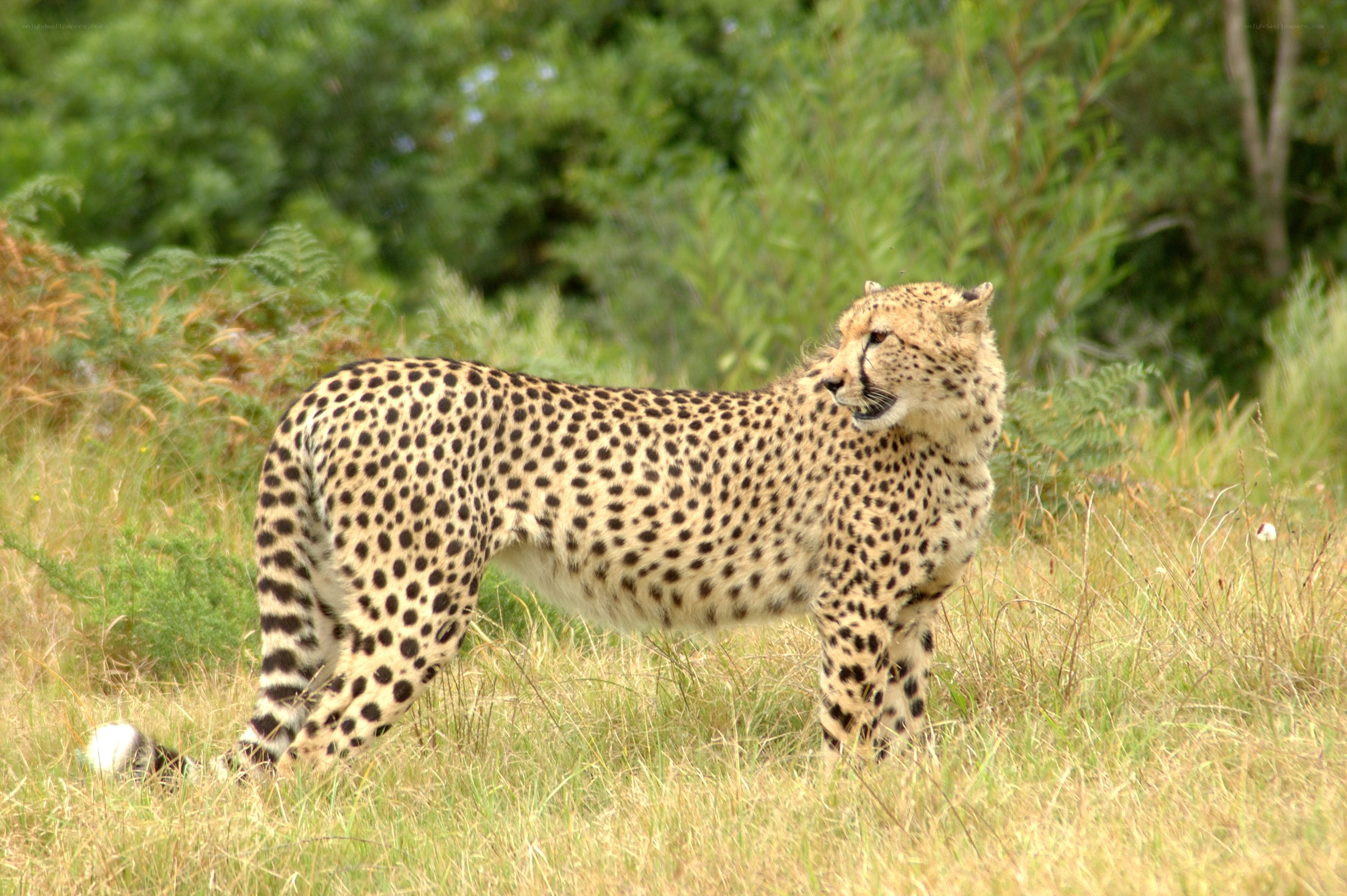 Cheetah in tall grass