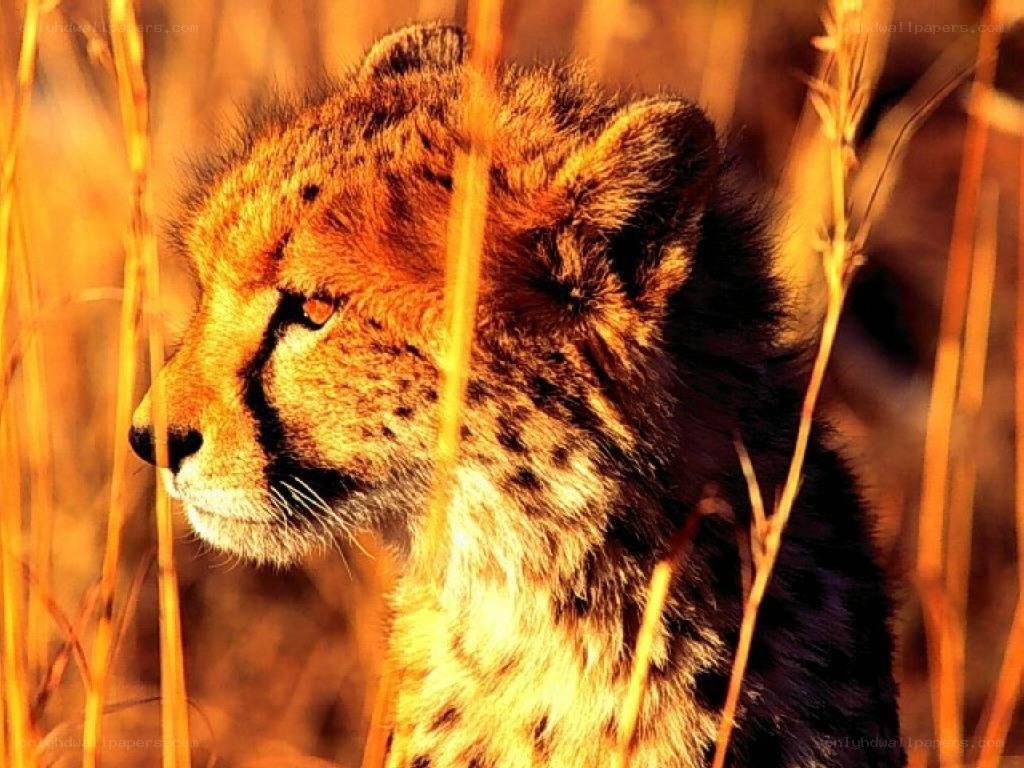 cheetah in tall grass