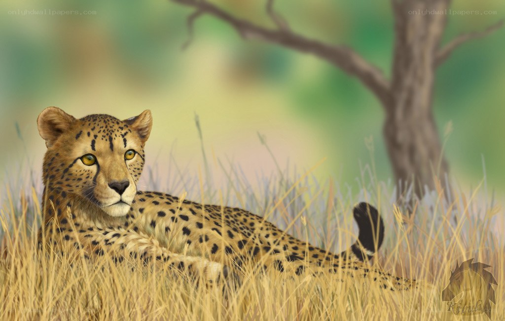 Cheetah in tall grass