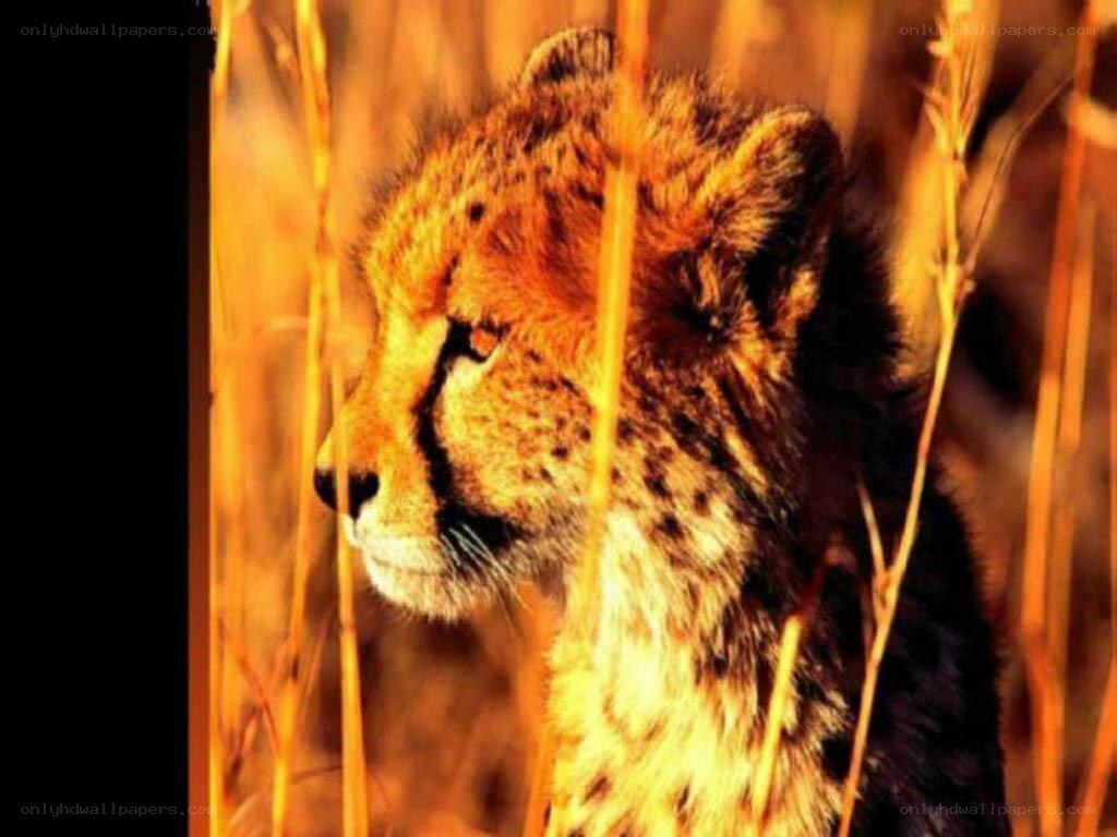 cheetah in tall grass