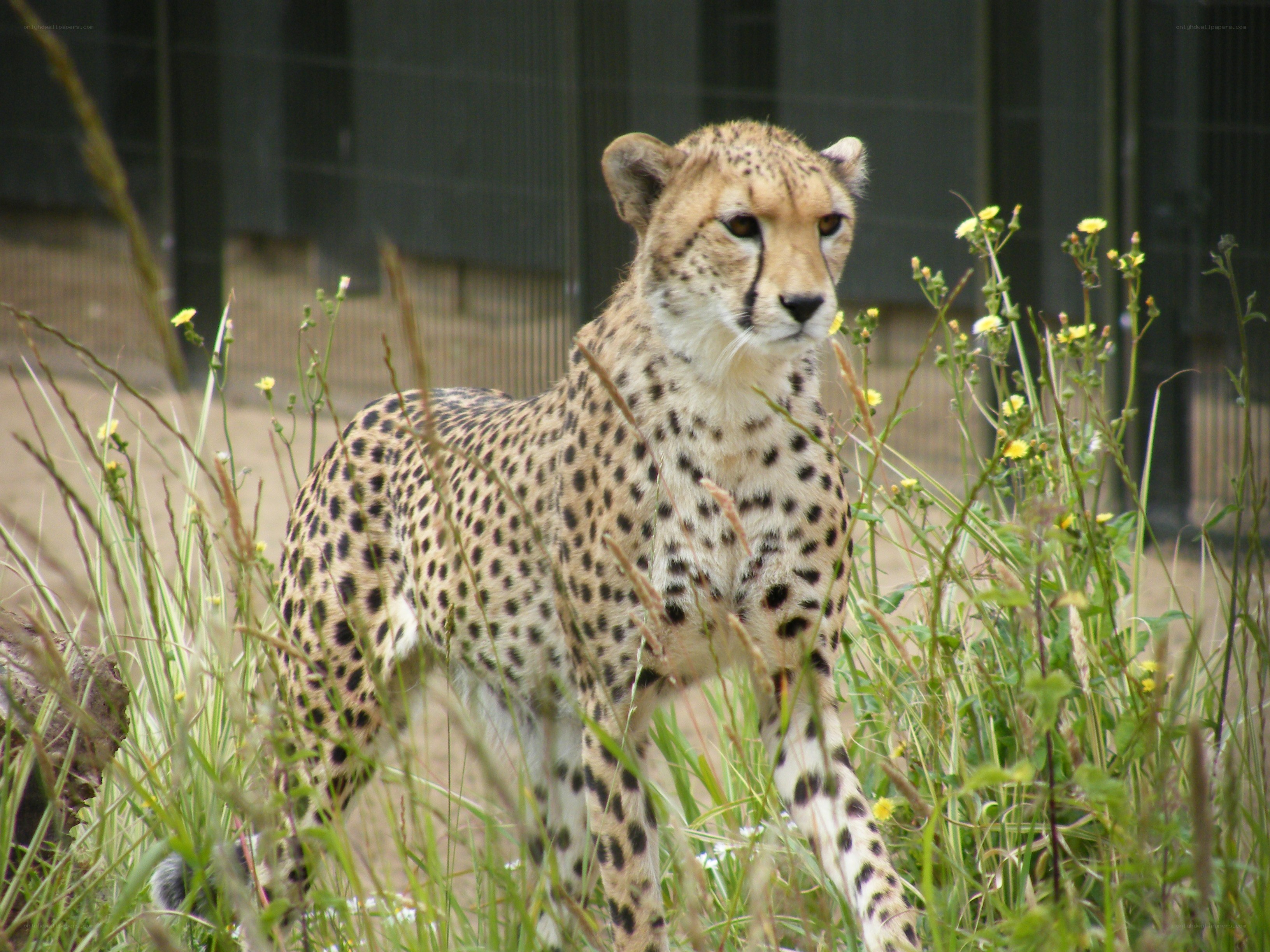 Cheetah in tall grass