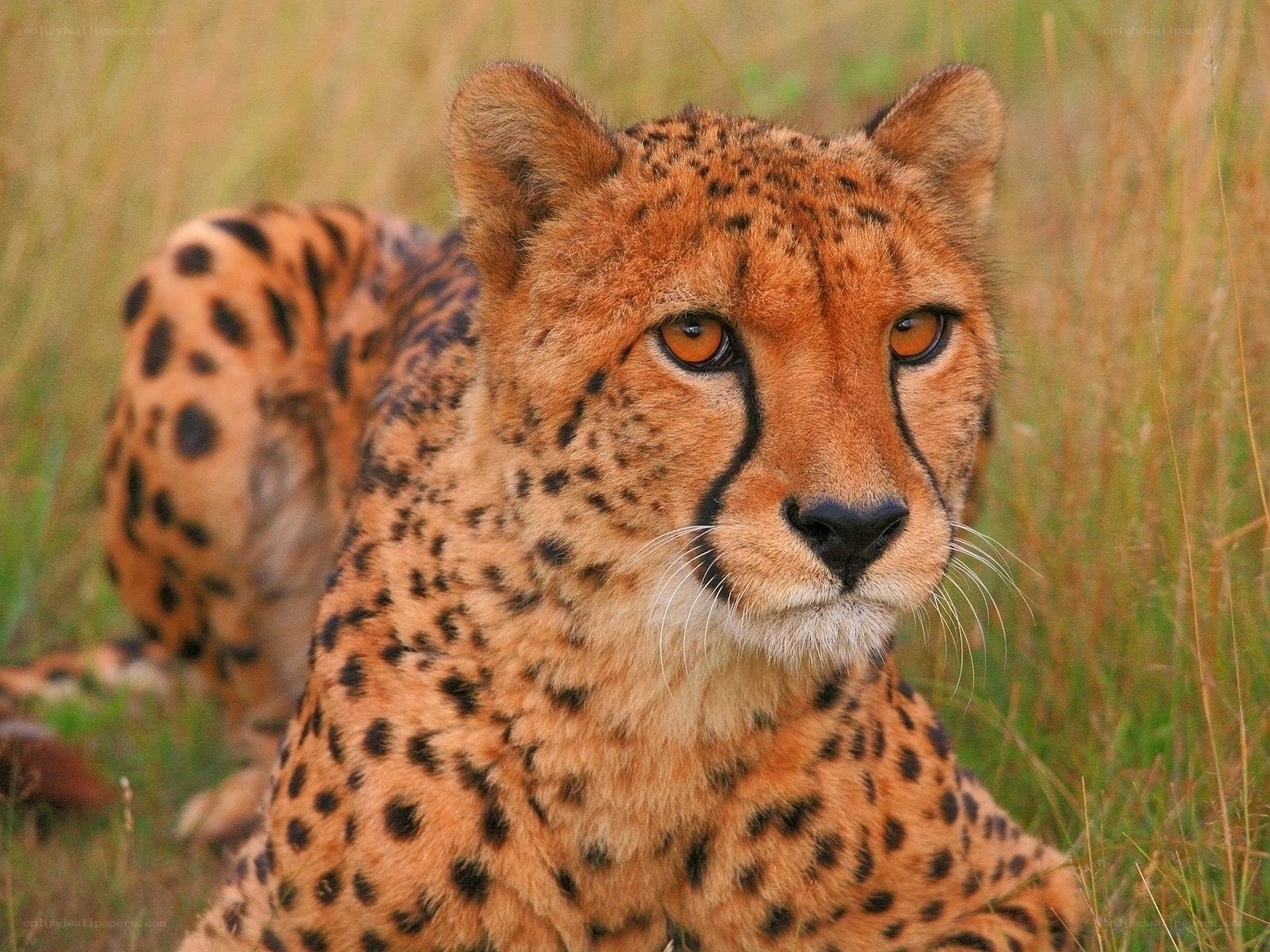 Cheetah in tall grass