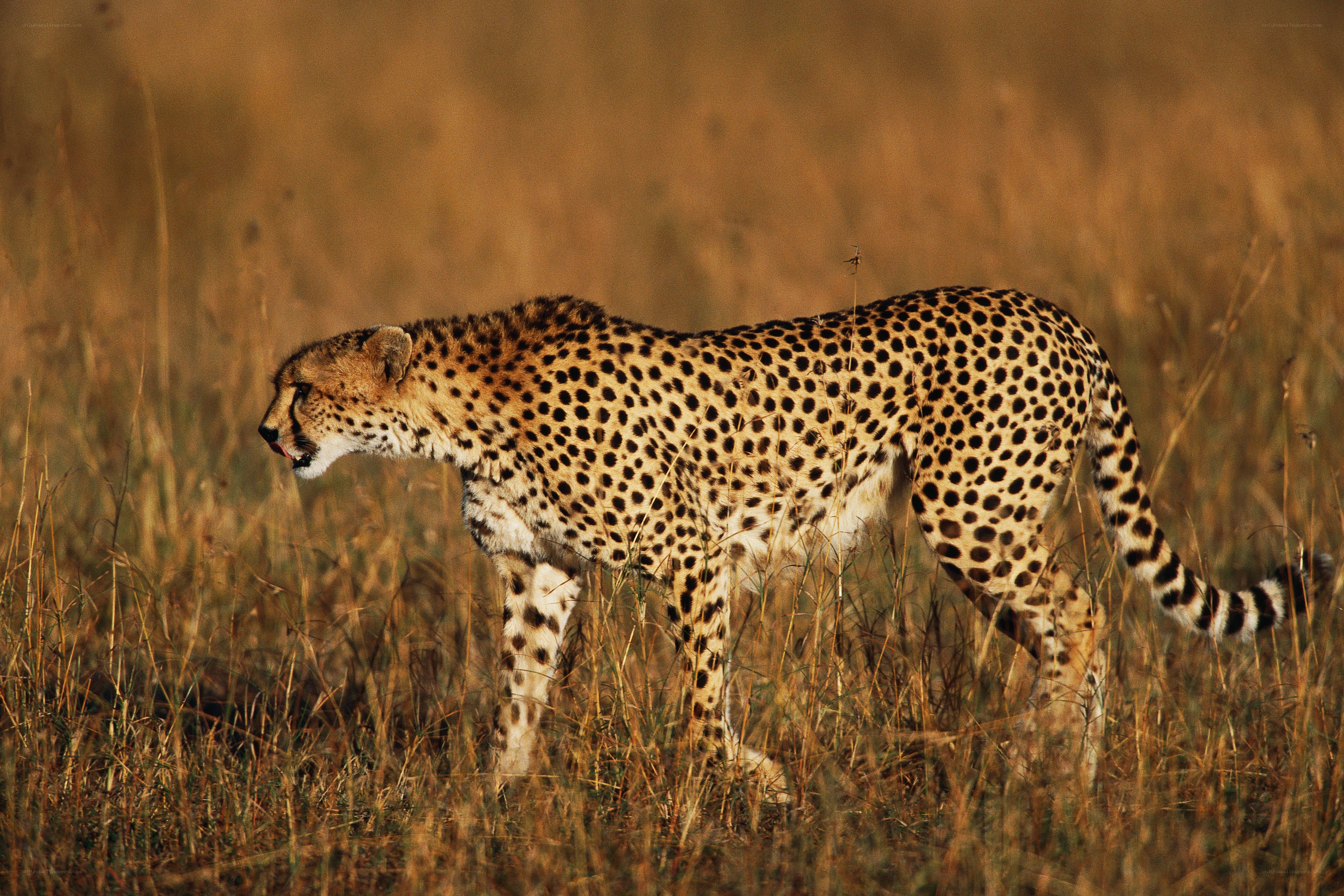 Cheetah in tall grass