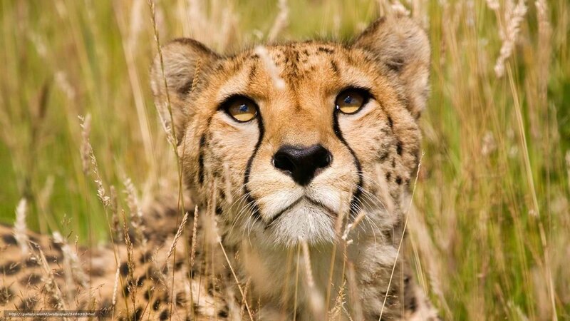 Cheetah in Tall Grass — Brown, Alert, Afternoon, Photograph, Eyes