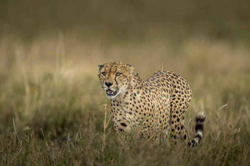 Cheetah in Tall Grass — Brown, Alert, Afternoon, Photograph, Wildlife