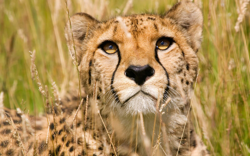 Cheetah in Tall Grass — Brown, Alert, Afternoon