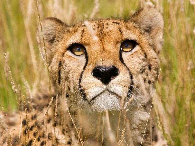 Cheetah in Tall Grass — Brown, Alert