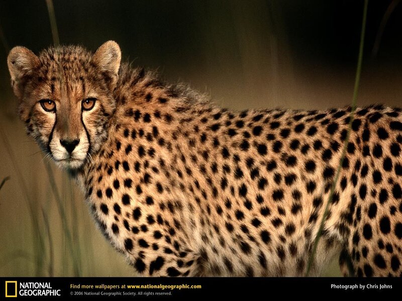 Cheetah in Tall Grass — Brown