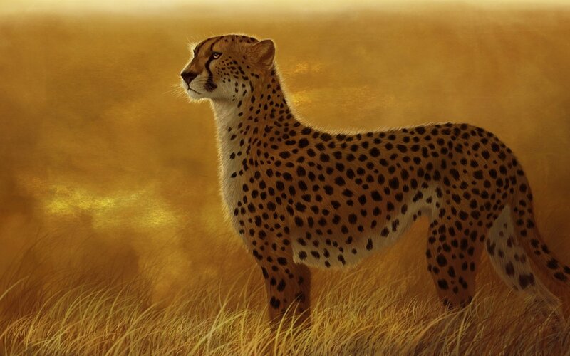 Cheetah in Tall Grass — Gold, Dramatic, Sunset