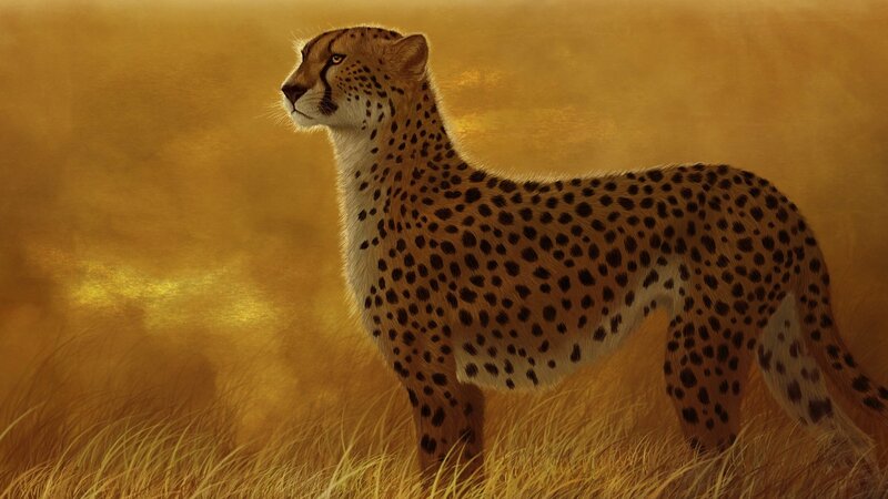 Cheetah in Tall Grass — Gold, Dramatic