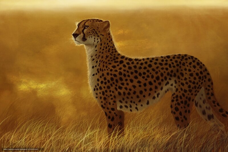Cheetah in Tall Grass — Gold, Serene