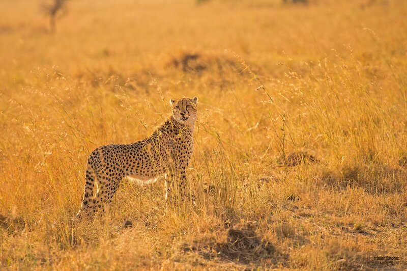 Cheetah in Tall Grass — Golden