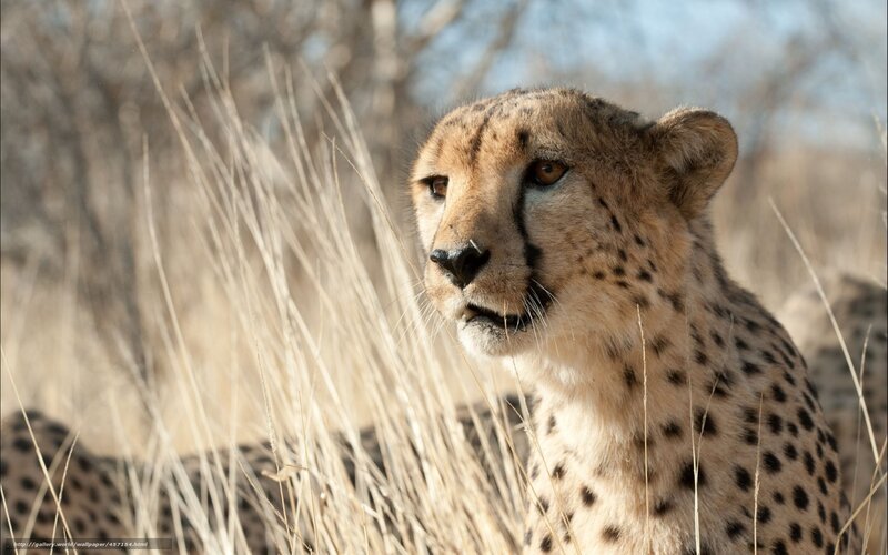 Cheetah in Tall Grass — Tan, Alert, Afternoon