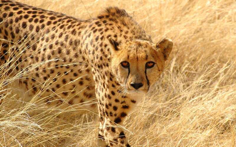 Cheetah in Tall Grass — Tan, Alert