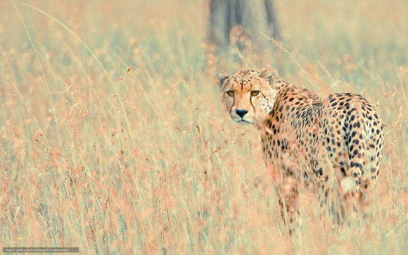 Cheetah in Tall Grass — Tan, Calm, Afternoon