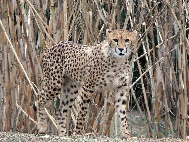 Cheetah in Tall Grass — Tan