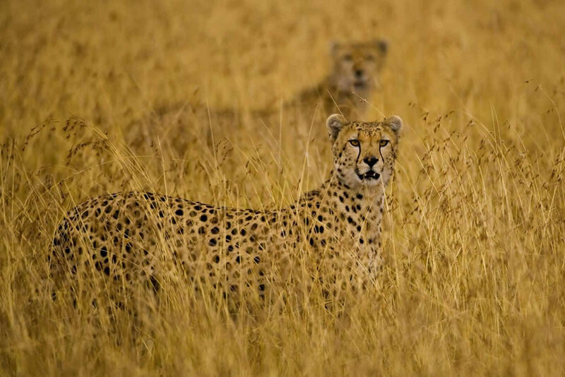 Cheetah in Tall Grass — Yellow, Alert