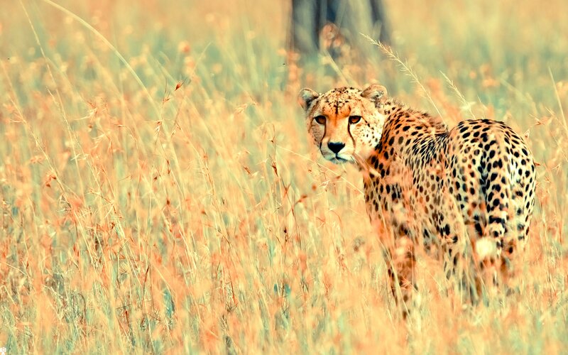 Cheetah in Tall Grass — Yellow, Calm