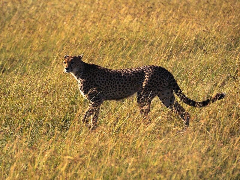 Cheetah in Tall Grass — Yellow