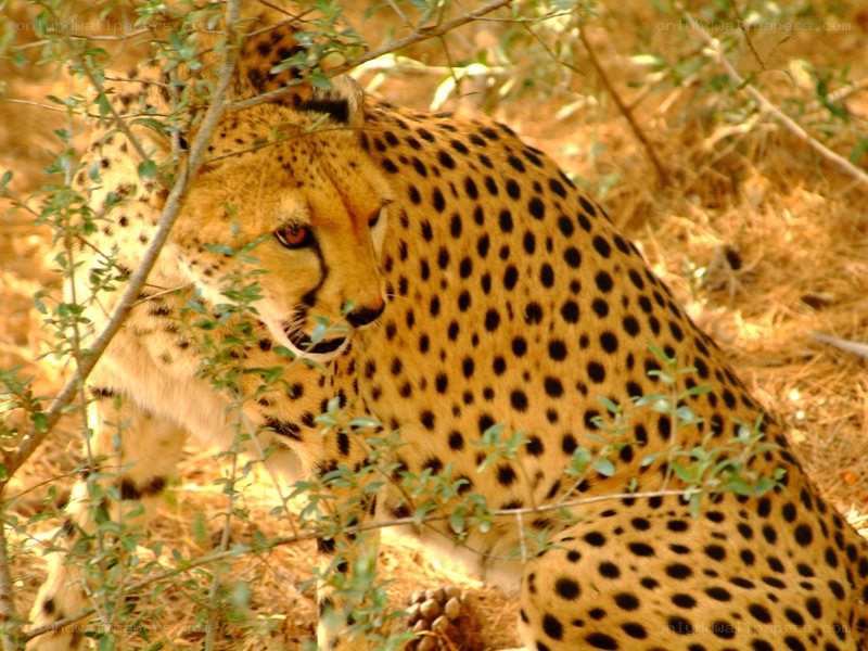 Cheetah in the bush