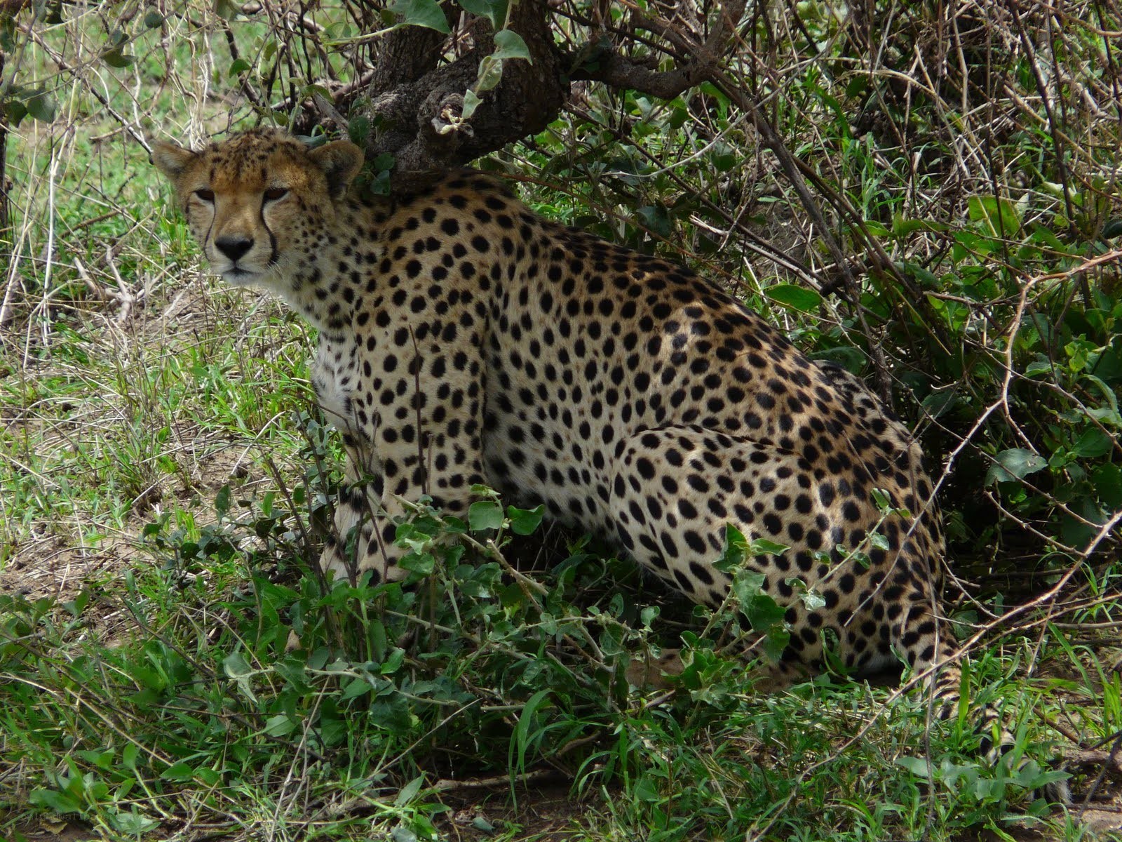 Cheetah in the bushes