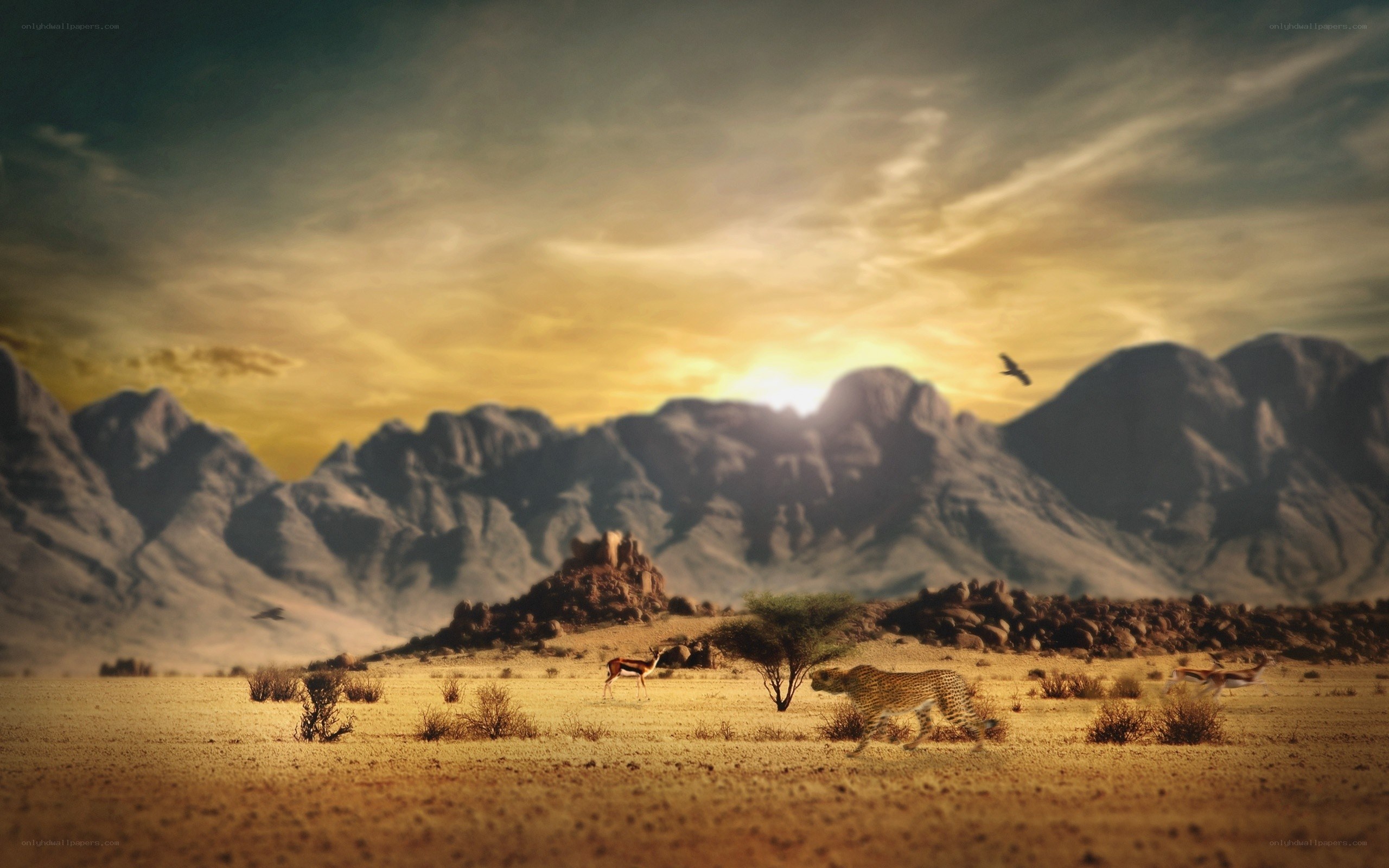 Cheetah in the desert