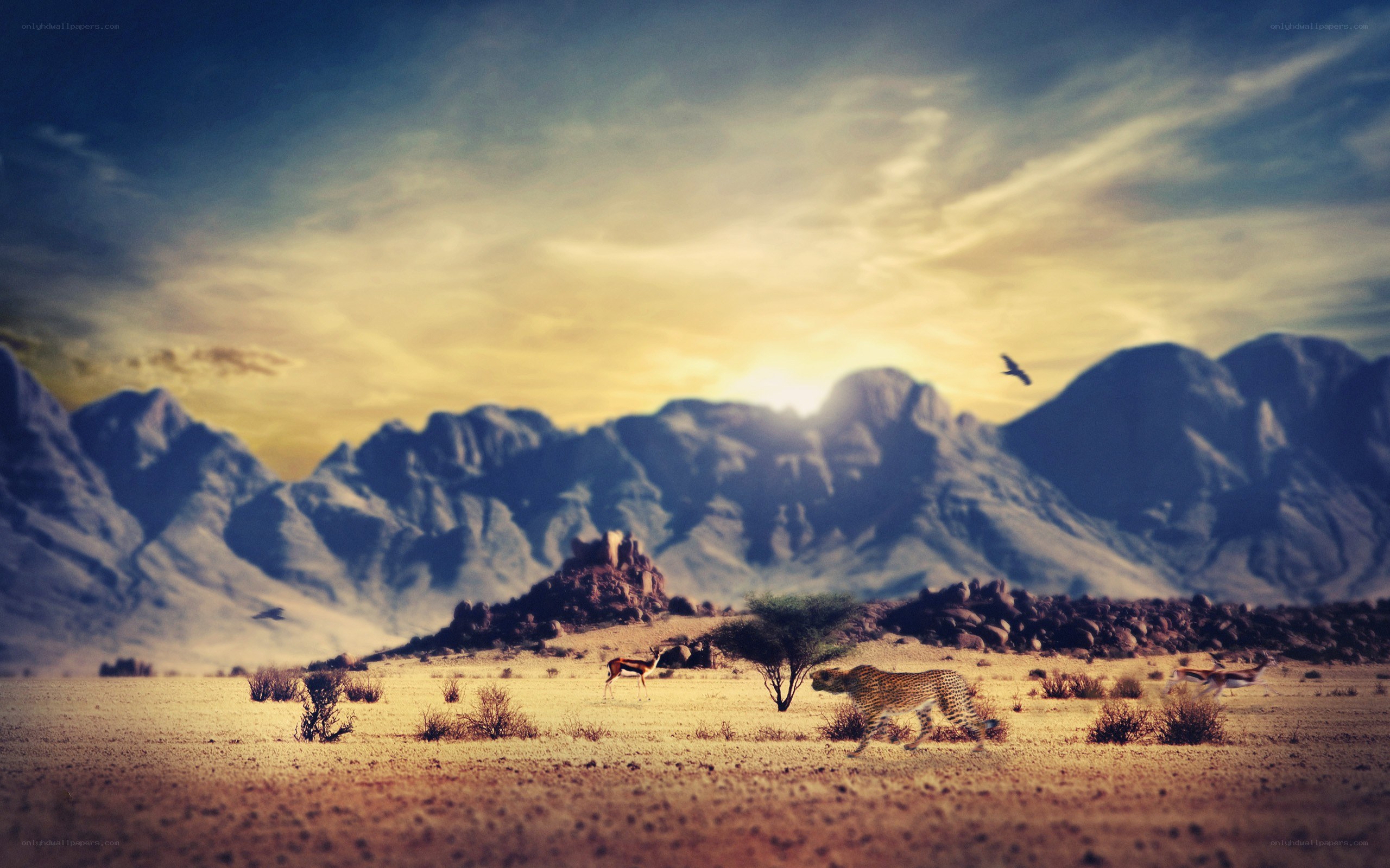 Cheetah in the desert