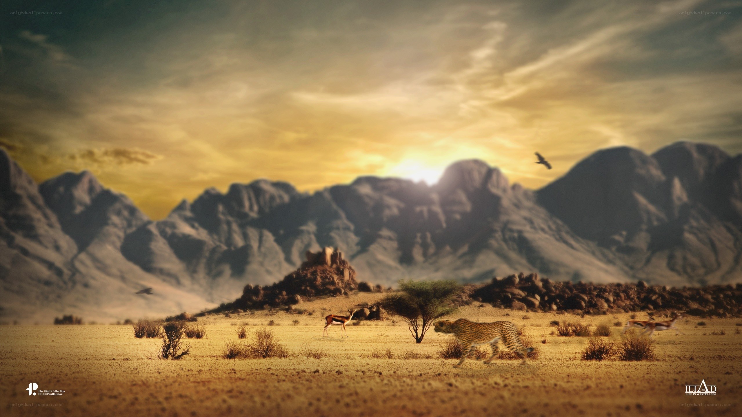 Cheetah in the desert