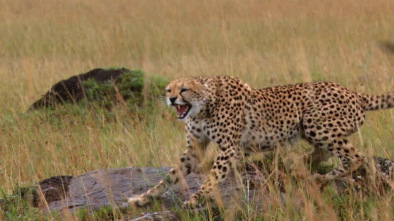 Cheetah in the grass