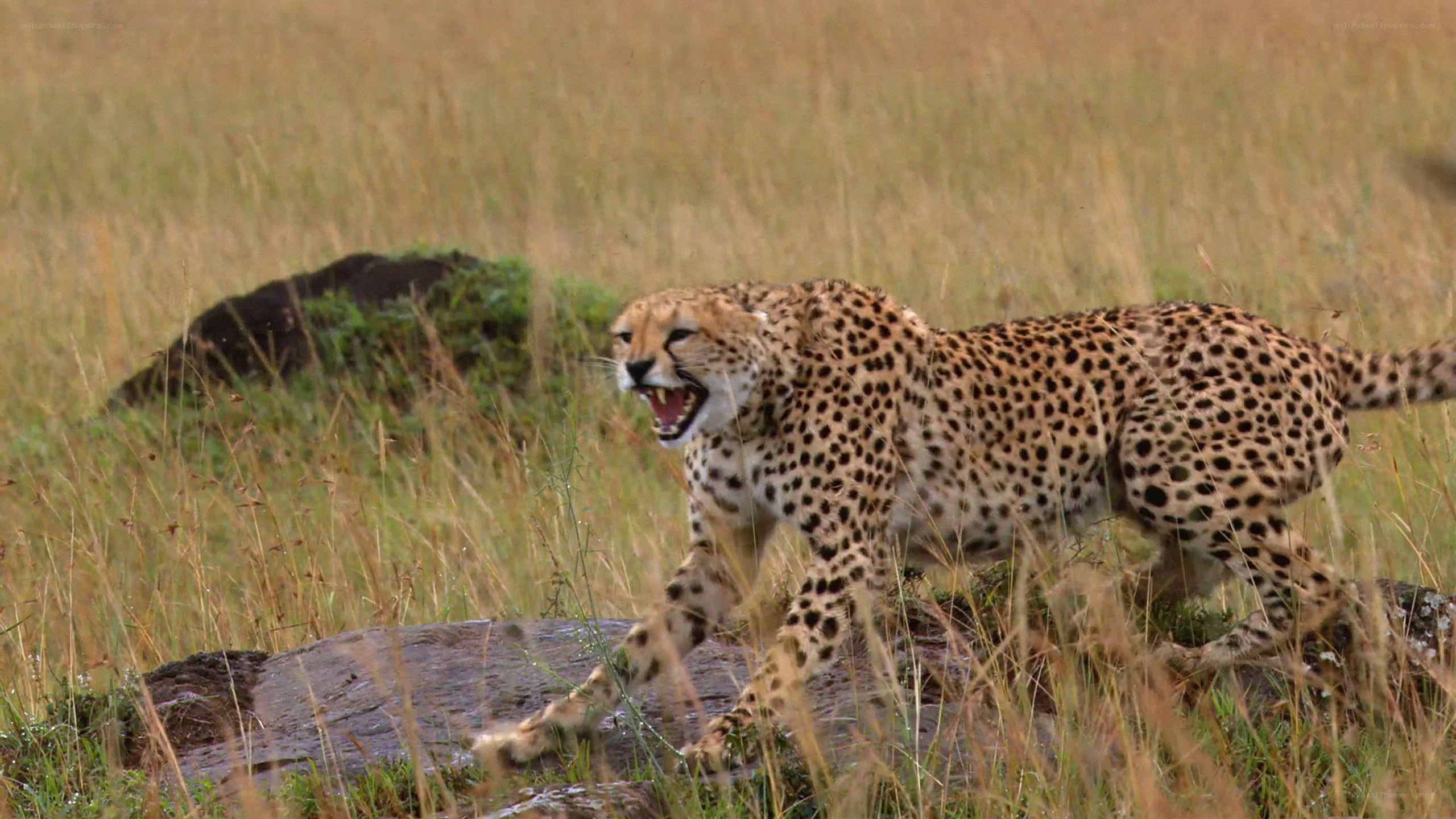 Cheetah in the grass