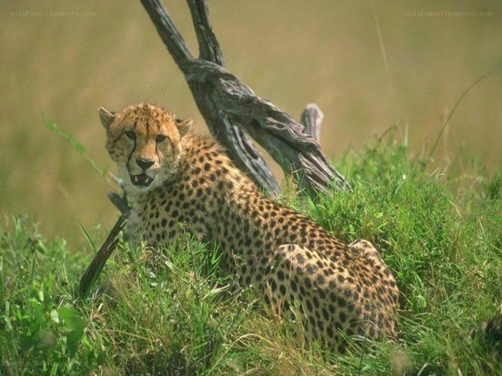 Cheetah in the grass