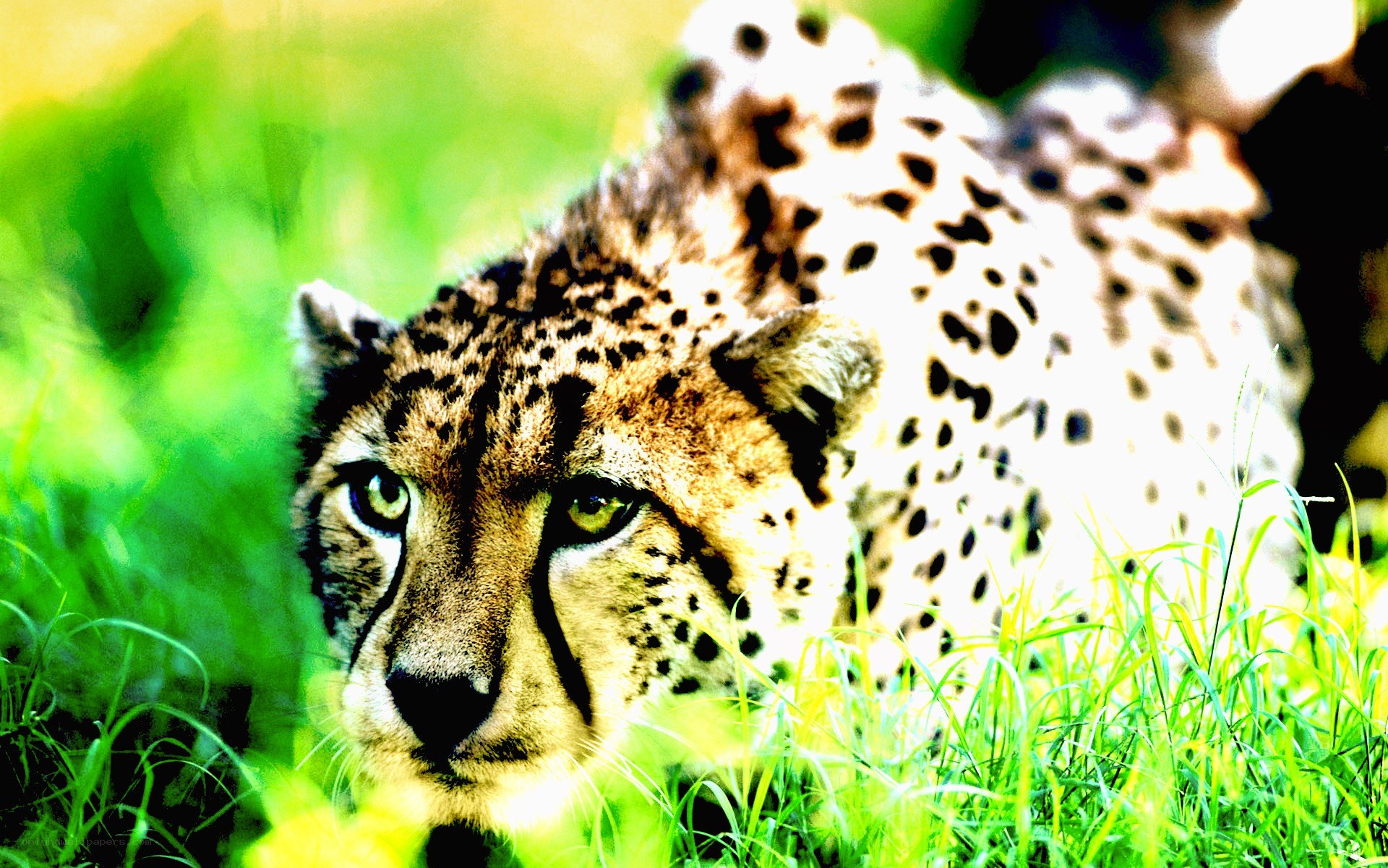 Cheetah in the grass