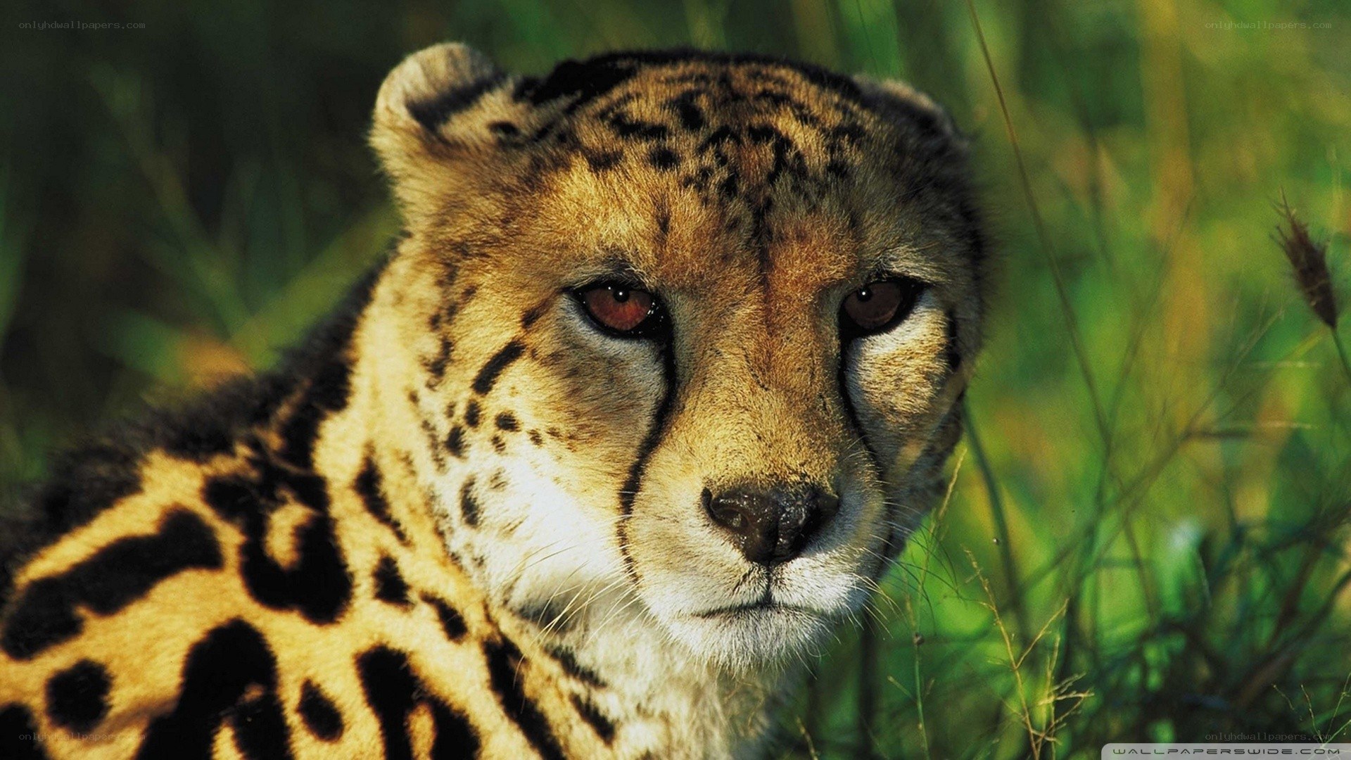 Cheetah in the grass