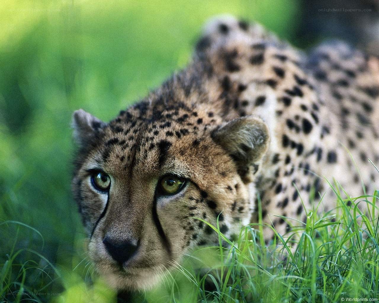 Cheetah in the grass